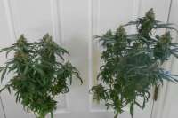 An image of Super Haze