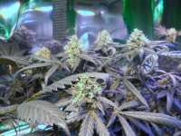 An image of Super Haze