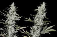 Vintage 2006 archive 4