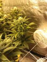 An image of Master Kush