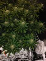 An image of Master Kush