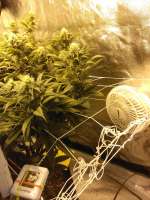 Master Kush: strain page photo, credit seedfinder.eu, copyright status shown with credit copyright unverified