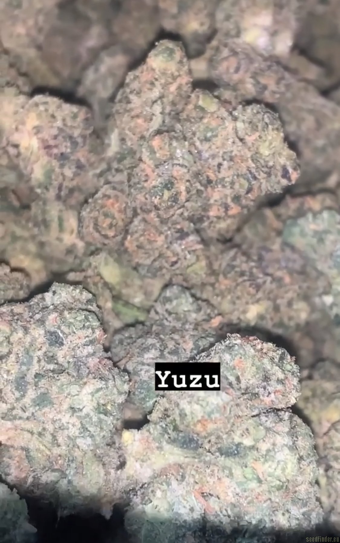 Yuzu flower, as labeled by the cited photo source