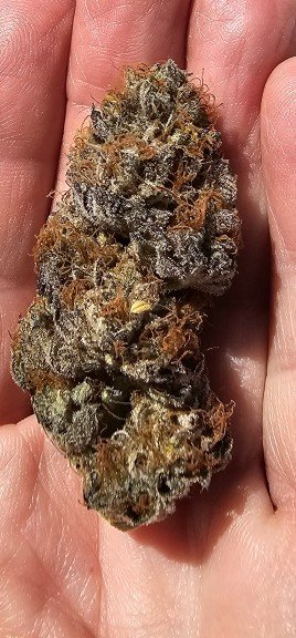 Flaming Cookies flower, as labeled by the cited photo source