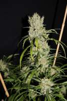 G13 Super Silver Haze archive 2