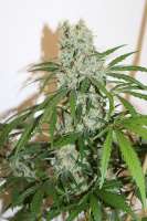 G13 Super Silver Haze archive 1