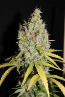 G13 Super Silver Haze archive 4