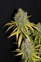 G13 Super Silver Haze archive 3