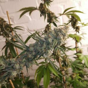 An image of Toffee Kush