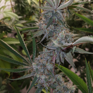An image of Toffee Kush