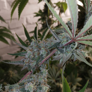 An image of Toffee Kush