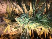 Hash Fruit archive 2