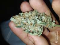 An image of Michoacan Cream