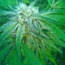 An image of Peyote Purple