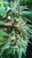 An image of Peyote Purple