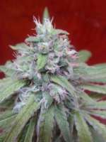 An image of Peyote Purple