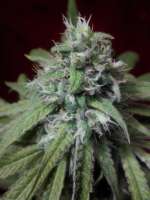 An image of Peyote Purple