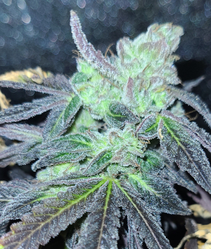 DeadHeady Kind archive 1