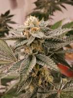 Party Foul archive 2