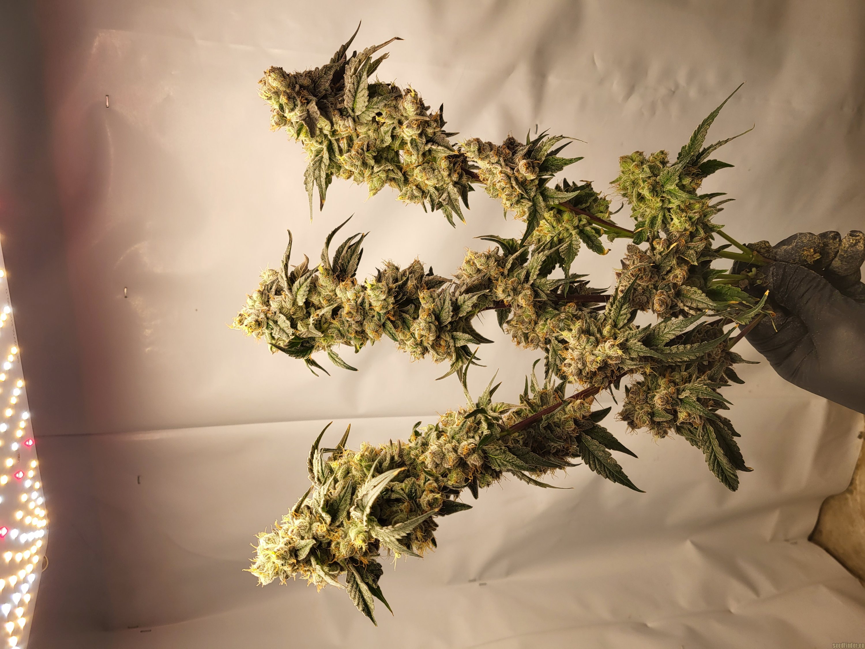 Slap N' Tickle flower, as labeled by the cited photo source