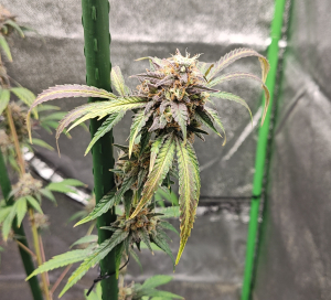 SUNDAE DRIVER: strain page photo, credit seedfinder.eu, copyright status shown with credit copyright unverified