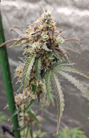SUNDAE DRIVER: strain page photo, credit seedfinder.eu, copyright status shown with credit copyright unverified