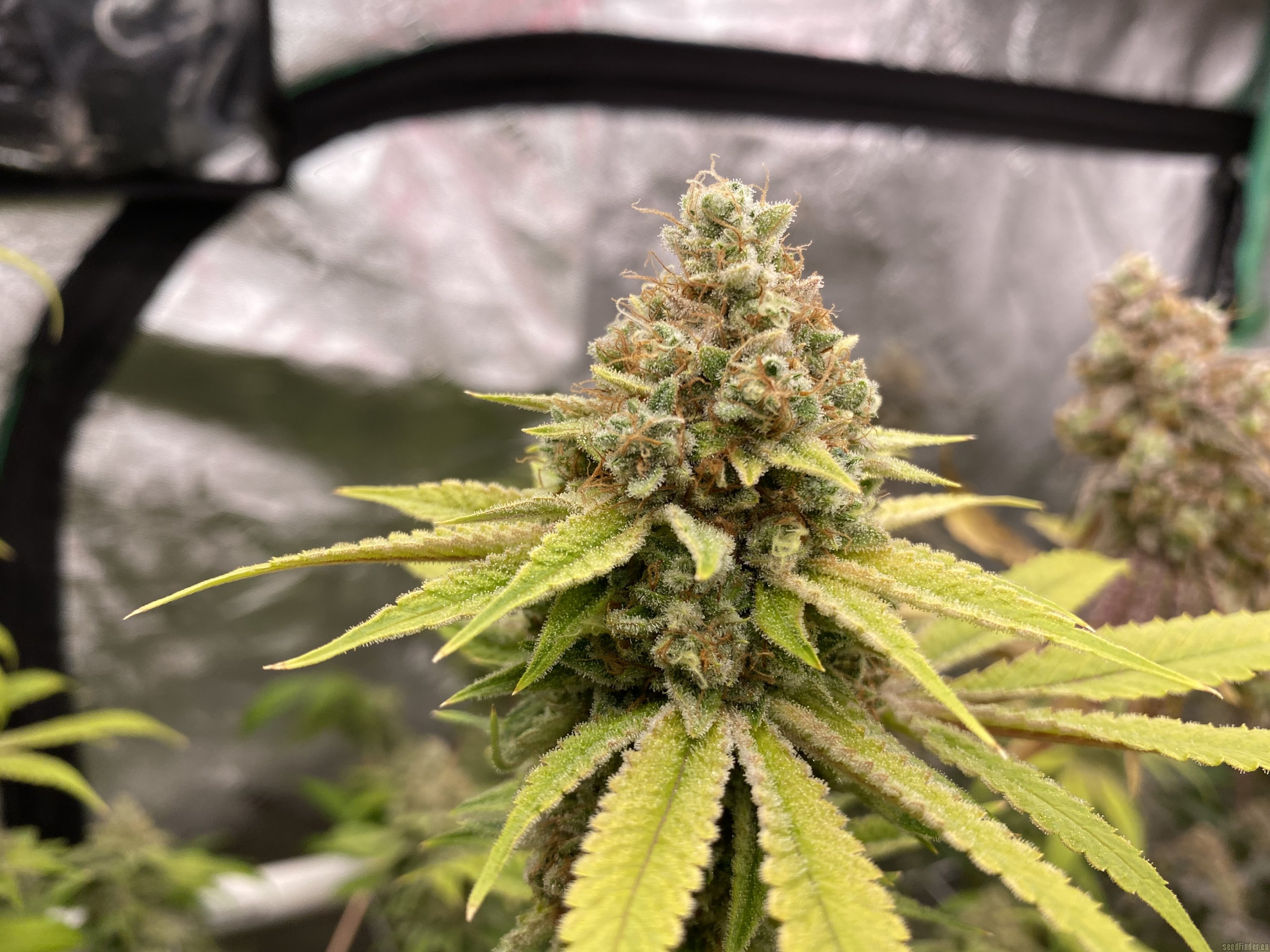 TK / Chem91 / Gellati x Chem D / ChemSis