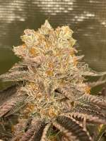 Watermelon Gushers archive 2