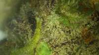 Wedding Pie: strain page photo, credit seedfinder.eu, copyright status shown with credit copyright unverified