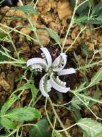 MAC and Cheese archive 2