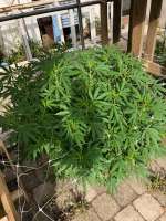 MAC and Cheese archive 3