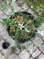 MAC and Cheese archive 1