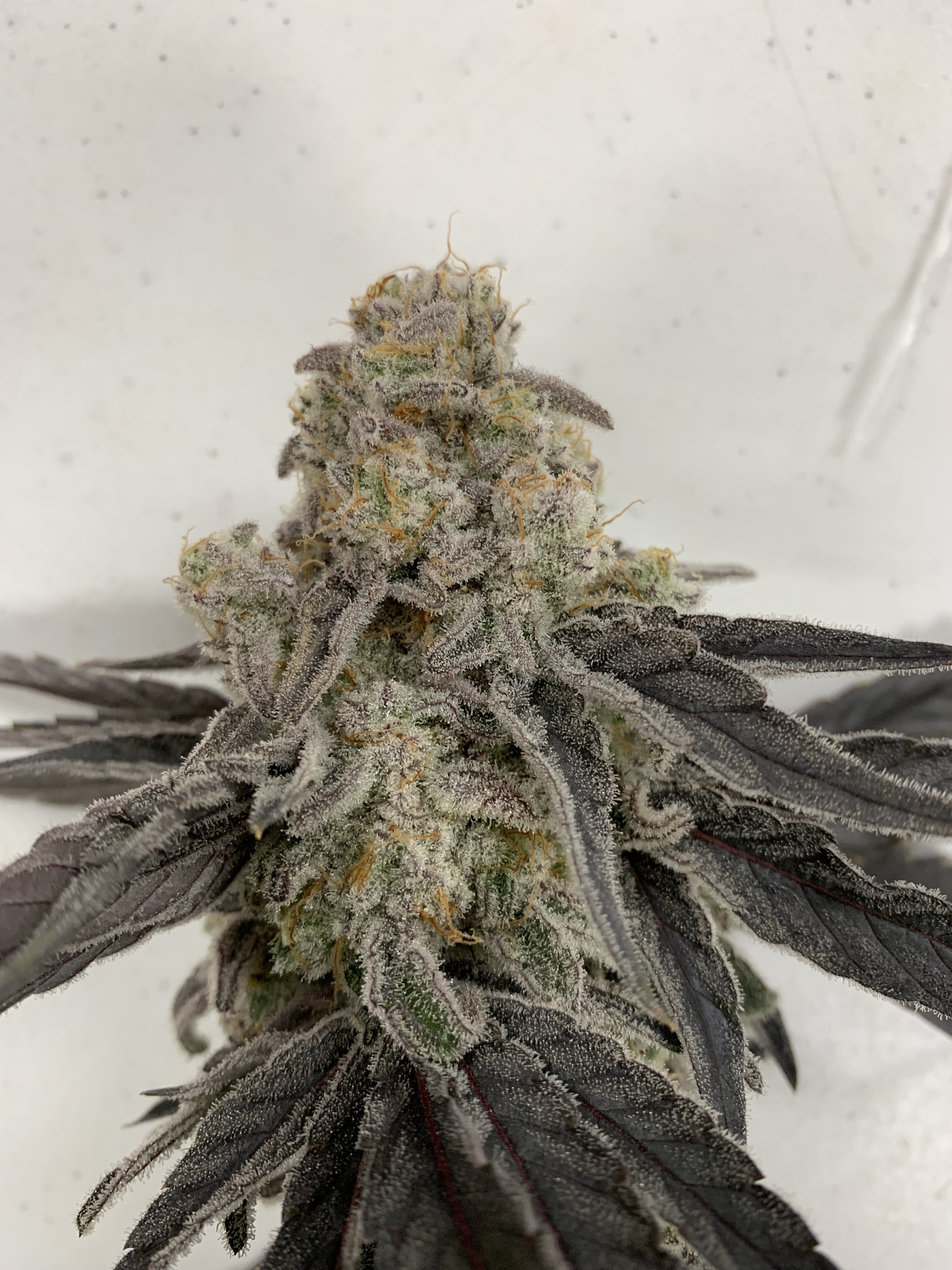 Miracle Alien Cookies (MAC) flowering cannabis, as labeled by the cited image source