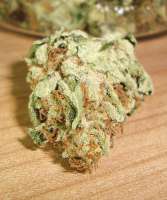 An image of Northern Lights x Skunk #1