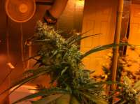 An image of Northern Lights x Skunk #1