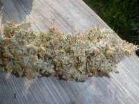 An image of Schnazzleberry #2