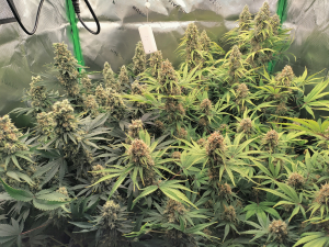 An image of Christiania Kush