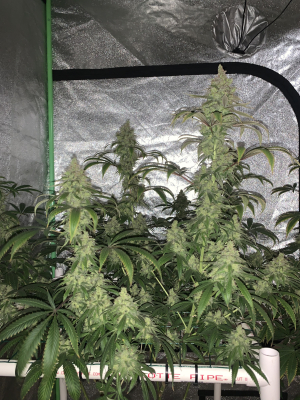 AC / DC: strain page photo, credit seedfinder.eu, copyright status shown with credit copyright unverified