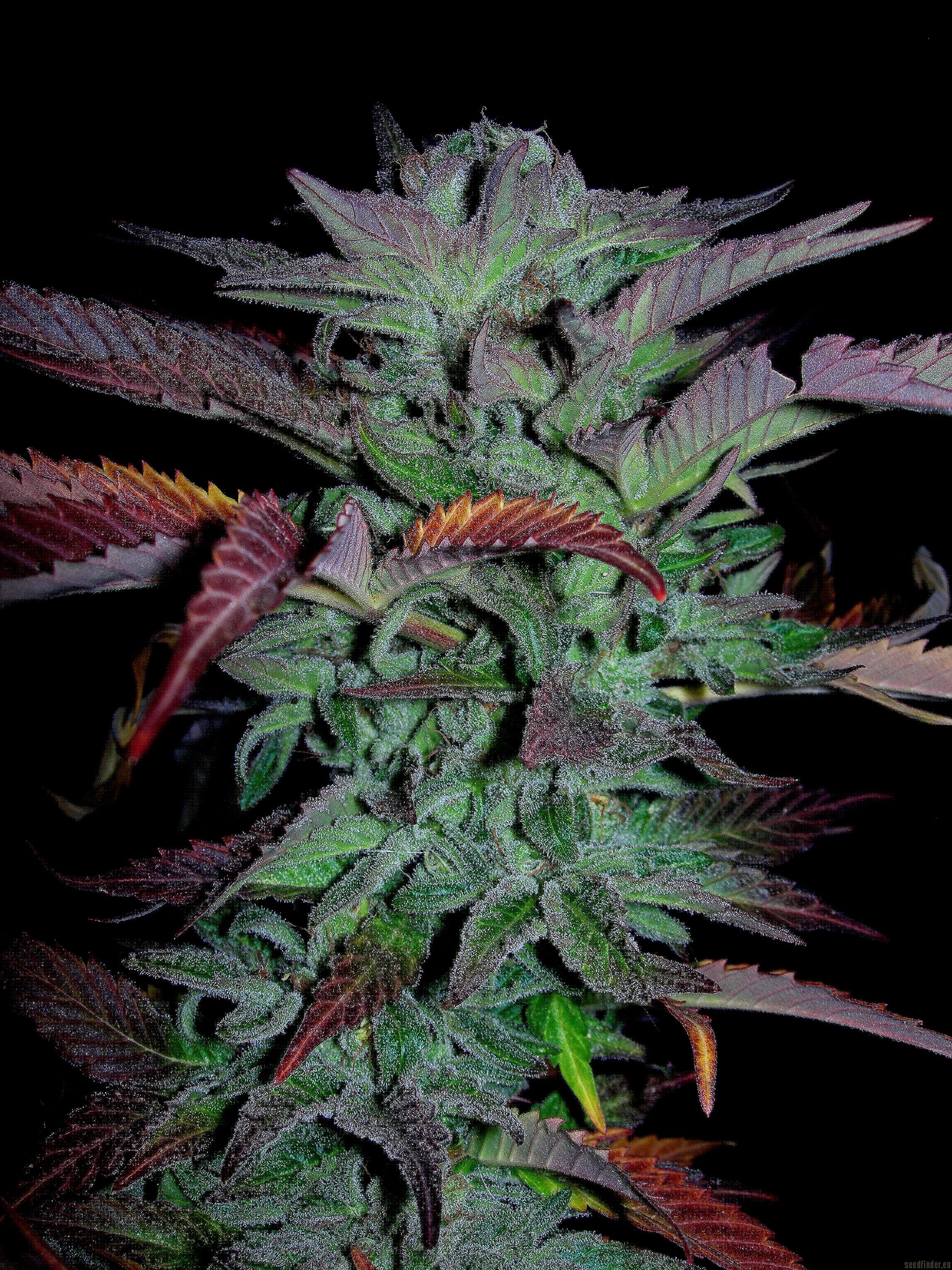 Albert Walker flowering cannabis, as labeled by the cited photo source