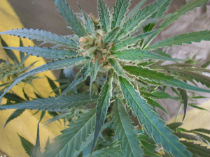 An image of Amnesia