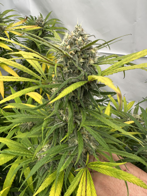 Blue Dream: strain page photo, credit seedfinder.eu, copyright status shown with credit copyright unverified