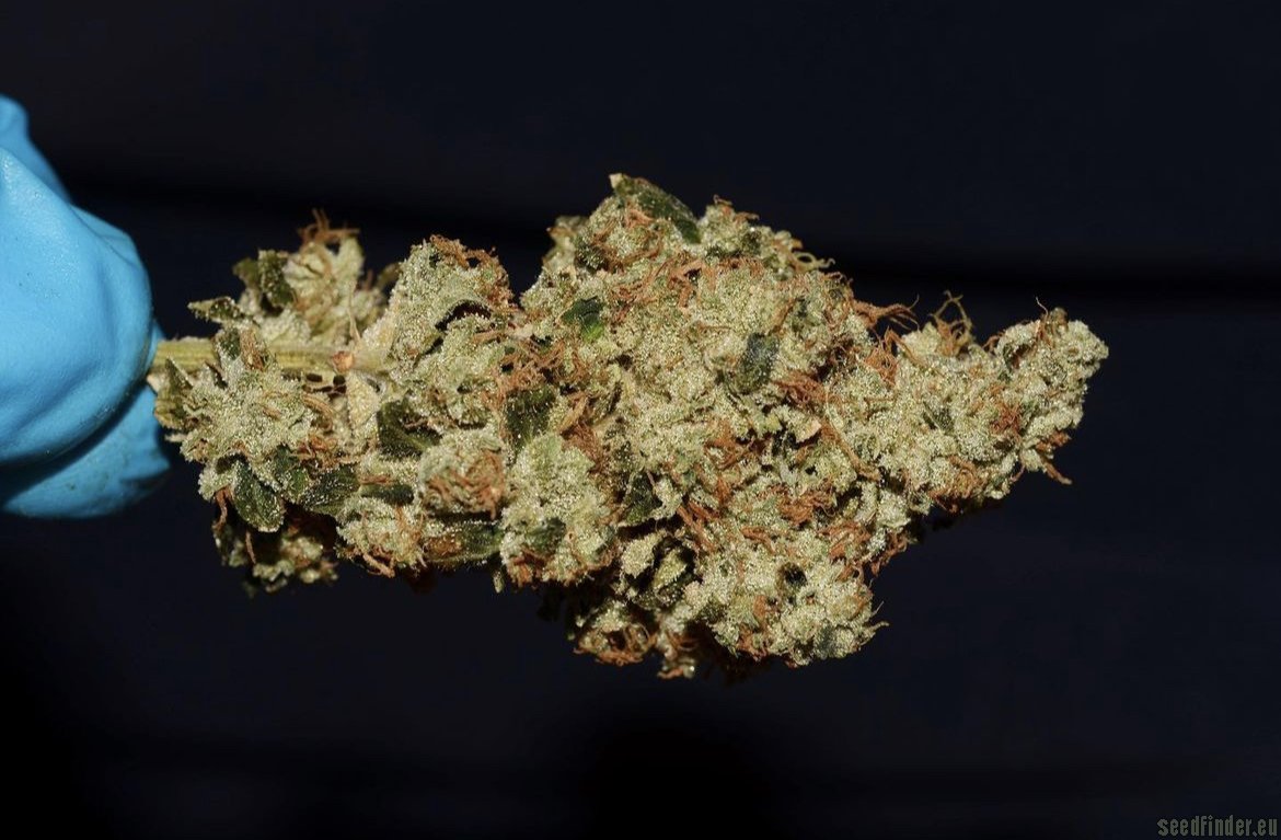 Chem 91 Skunk Va flower, as labeled by the cited image source