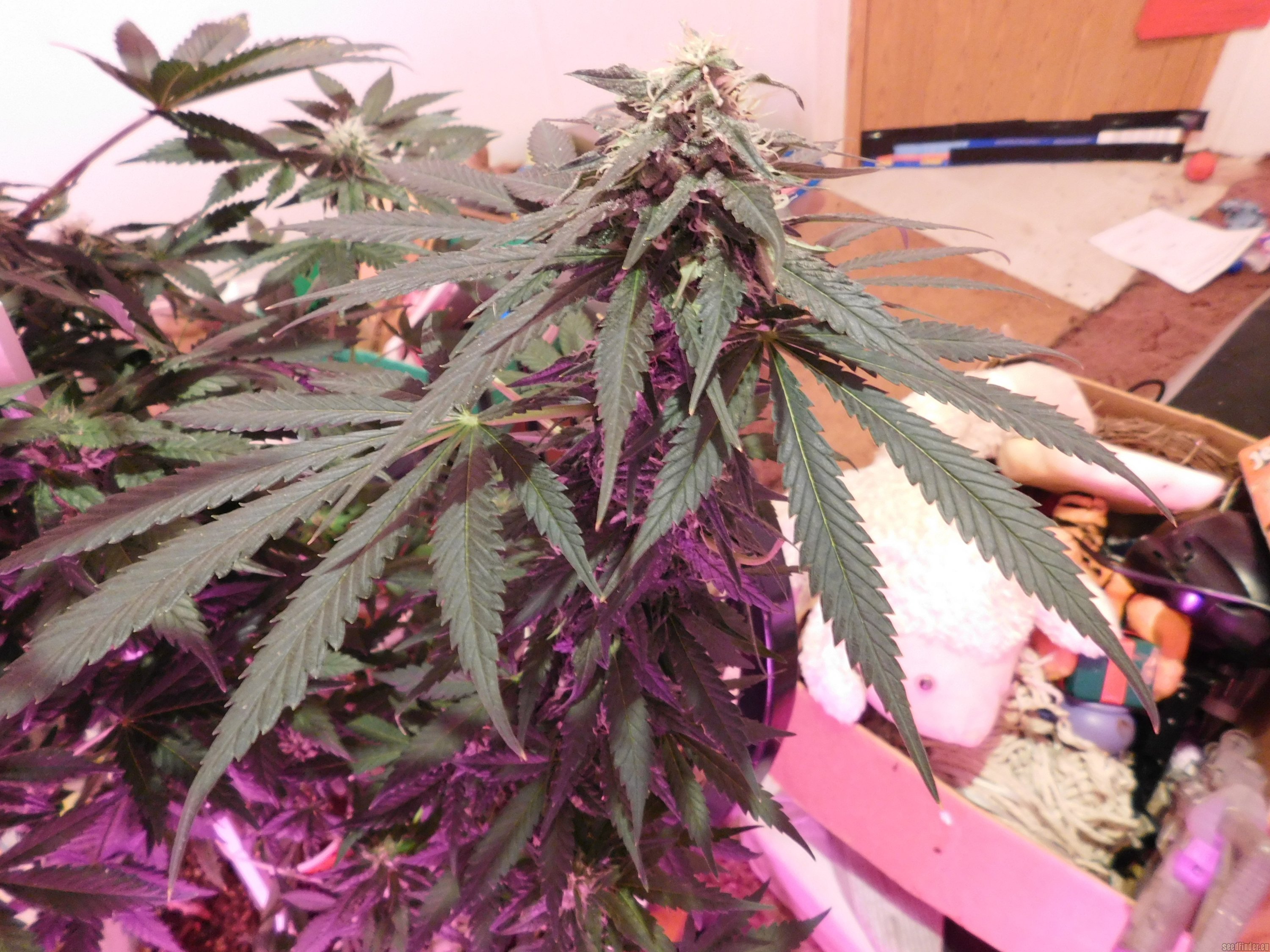 Critical Bilbo flowering cannabis, as labeled by the cited photo source