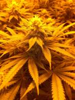 Death-Star archive 3