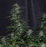 Death Star: strain page photo, credit seedfinder.eu, copyright status shown with credit copyright unverified