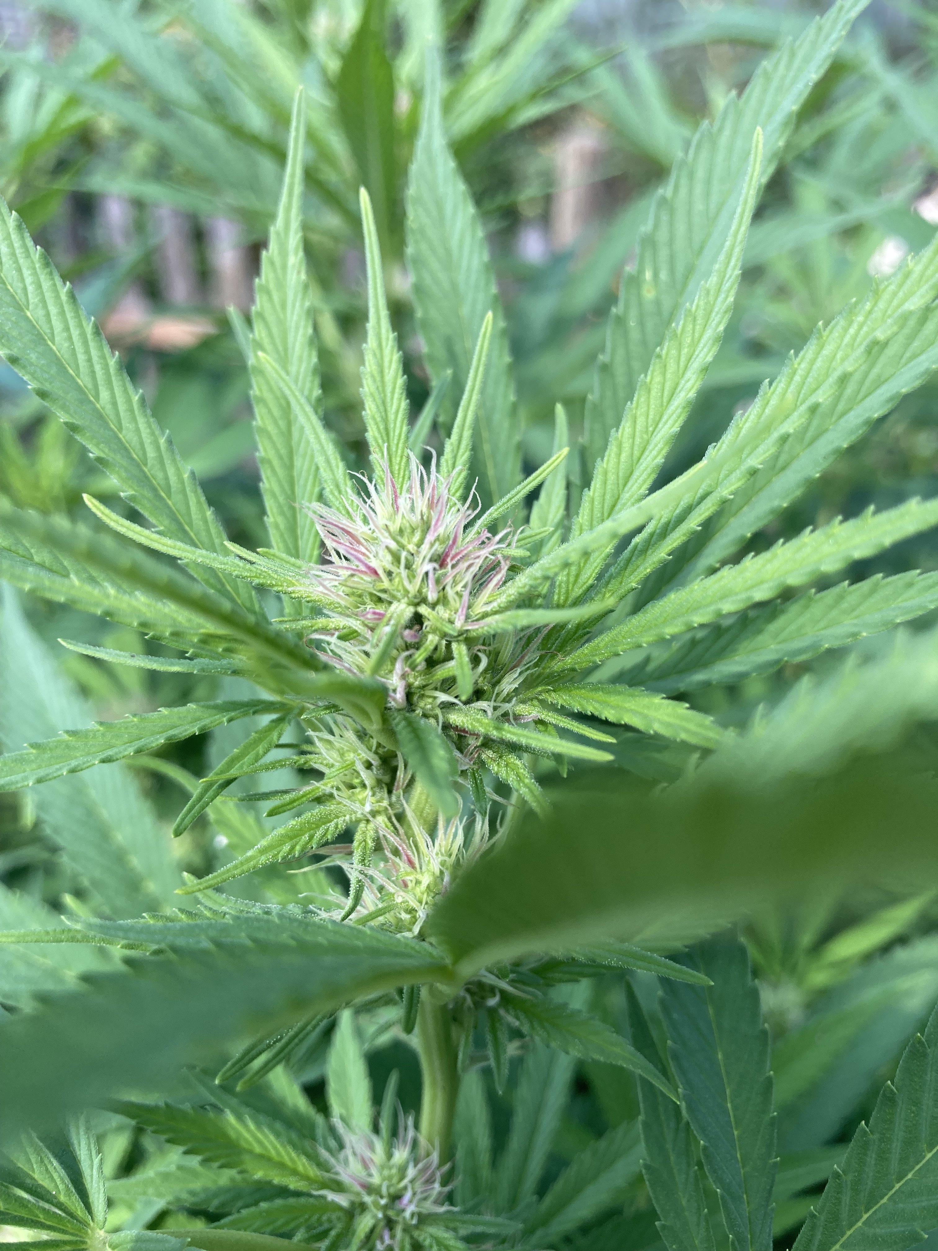 Erdbeer flowering cannabis, as labeled by the cited photo source