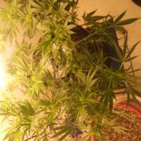 Golden Goat: strain page photo, credit seedfinder.eu, copyright status shown with credit copyright unverified