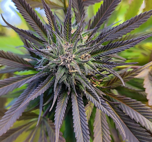 Harlequin: strain page photo, credit seedfinder.eu, copyright status shown with credit copyright unverified