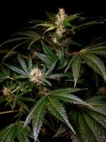 Heavy Duty Haze archive 0