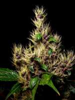 Heavy Duty Haze archive 2